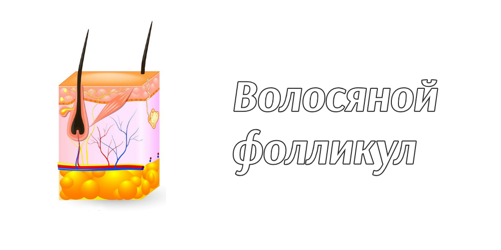 волосяной фолликул